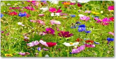 Produktbild von Tulup Glas-Bild -140x70- Wandkunst Dekorative Wand für Küche & Wohnzimmer - Blumen & Pflanzen - Feldblumen - Mehrfarbig