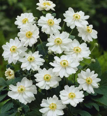 Produktbild von Anemone ´WHIRLWIND´ Cont. 1,4 l