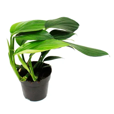 Image de Philodendron "Dragon Tail" - Rhaphidophora decursiva - arbre à queue de dragon ami - pot de 12cm