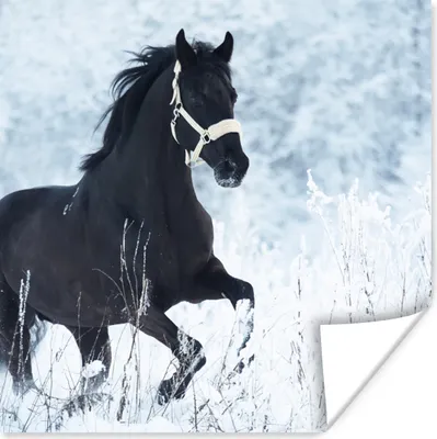 Produktbild von MuchoWow® Poster Pferd - Schnee - Winter 75x75 cm - Wand Dekoration