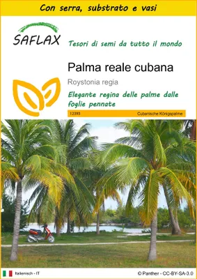 Immagine prodotto di SAFLAX Insieme di coltivazione - Palma reale cubana - 8 semi - Roystonia
