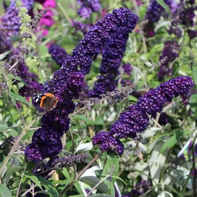 Immagine prodotto di Buddleja Black Knight - Cespuglio di farfalle - Profumata e resistente - Buddleia | Vaso da 2 litri