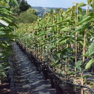 Produktbild von Säulenkirsche `Victoria´ Säulenobstbaum