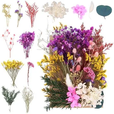 Produktbild von Naturale gemengte Trockenblumen-Set für kreative Bastelprojekte
