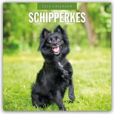 Produktbild von Schipperkes - Schipperke - Kleiner Schäferhund 2026 - 16-Monatskalender