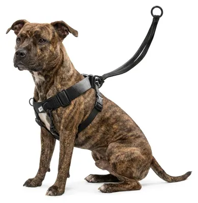 Image de Harnais Easy Walker promenades confortables et sans traction