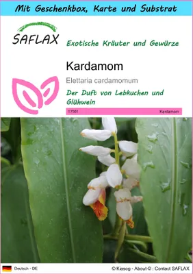 Produktbild von SAFLAX Geschenk Set - Kardamom - Elettaria cardamomum - 20 Samen - Mit Geschenkbox, Versandaufkleber, Geschenkkarte und Anzuchtsubstrat