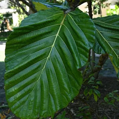 Obrázok produktu pre Fíkovník nížinný (Ficus brusii)  – 10 semien
