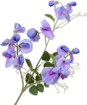 Produktbild von Silk-ka Künstliche Blume – Seidenblume, Lathyrus-Zweig, violett, 73 cm, Sonderangebot pro 2 Stück