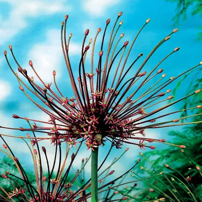 Zdjęcie produktu dla Allium Schubertii Czosnek Ozdobny Szuberta 1 szt. Cebulki Czosnki Ozdobne