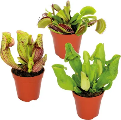 Image de Bloomique - Lot de 3 - Plantes carnivores - Mélange - Plantes d’intérieur - Faciles d’entretien - 5-10 cm