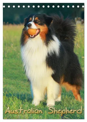 Produktbild von Australian Shepherd (Tischkalender 2027 DIN A5 hoch), CALVENDO Monatskalender