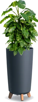 Obrázok produktu pre Kashpa Gracia Tubus Slim 24Cm Antracit