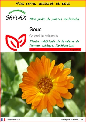Image de SAFLAX Ensemble de culture - Souci - 50 graines - Calendula