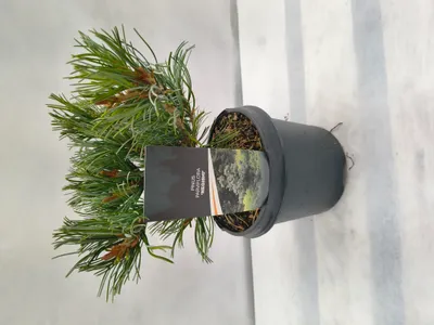 Produktbild von Pinus parviflora 'Negishi' 35–45 cm Japanische Weißkiefer blaugrün winterhart