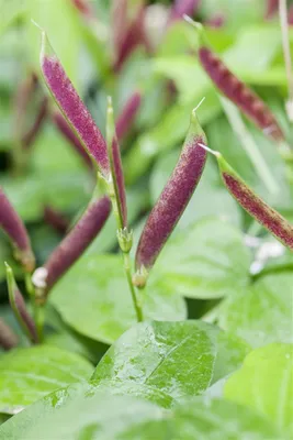 Produktbild von Lathyrus vernus, Frühlings-Platterbse, ca. 9x9 cm Topf, violett-rosa