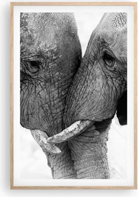 Produktbild von Gerahmtes Poster - Rahmen in heller Eiche - Elefanten Safari Bond - 61x91,5 cm - Wand Bild - Wanddeko - Wandbilder - Kunstposter - Wandposter - Bilderrahmen - Bilder - Kunstdruck - P2NPA61x91-4973
