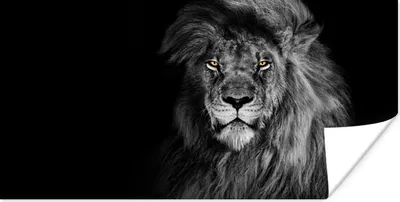Produktbild von MuchoWow® Poster Löwe - Augen - Orange - Schwarz und weiß - Tiere - Porträt 120x60 cm - Bild