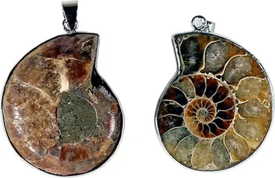 Image de Pendentif Ammonite - 3,5 Cm Paquet De 2 Pcs