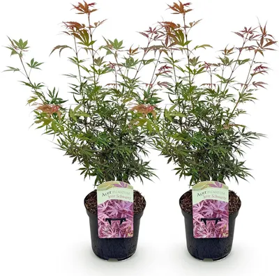 Produktbild von GreenboutiQ - Balkonpflanze - Japanischer Ahorn - Acer palmatum Jerre Swarts - Dunkelrot - 2 Pflanzen - Laubabwerfend - Topf 19cm Höhe 70cm