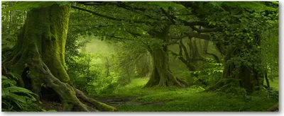 Produktbild von Tulup® Leinwandbild - 125x50 cm - Wandkunst - Drucke auf Leinwand - Leinwanddruck  - Landschaften - Grün - Tropischer Dschungel