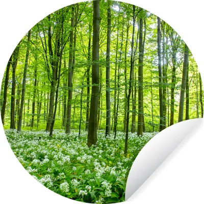 Produktbild von MuchoWow® Runde Wandtattoo - Wandsticker Tapete Aufkleber Wald - Bäume - Grün Ø 30 cm Selbstklebend und Repositionierbar - Wandaufkleber - Kreis - Wandbild - Fototapete - Selbstklebend - Dekoration - Wandschmuck - Schlafzimmer