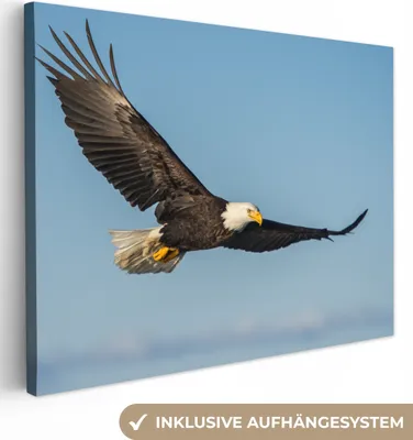 Produktbild von MuchoWow® - Leinwandbilder - Vogel - Adler - Raubvögel, Wandbild, Wanddeko Bilder Wohnzimmer, 40x30 cm