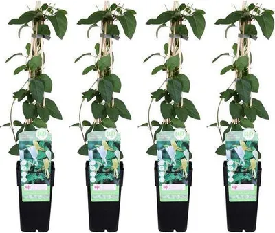 Zdjęcie produktu dla Wiciokrzew japoński – Lonicera japonica „Halliana” – 4 rośliny – Ø15 cm x ↨65 cm – Silnie pachnąca, biało-żółta roślina pnąca – Wiecznie zielona, odporna na zimę i łatwa w pielęgnacji