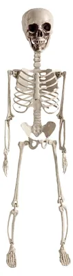 Produktbild von Halloween-Skelett, 60 cm Halloween-Skelett für die Außendekoration | Anatomisch korrektes, zusammenklappbares Deko-Skelett für Zuhause, Garten und Partys