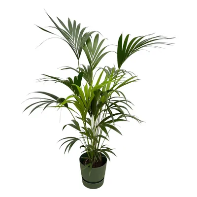 Produktbild von Set: Kentia-Palme - Howea forsteriana - mit Übertopf elho Greenville Round Grün - Pflanze Höhe 160cm