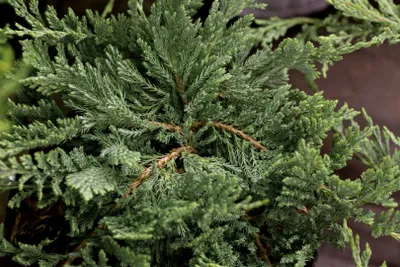 Produktbild von Juniperus horizontalis 'Blue Chip', Kriech-Wacholder, blau, 25–30 cm
