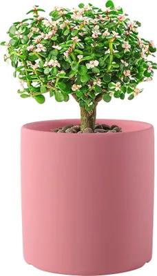 Produktbild von Keramischer Kleiner Gärtner Für Zimmerpflanzen, Einfarbige Pflanzentöpfe Mit Drainageloch(Blassmagenta, 11cm)