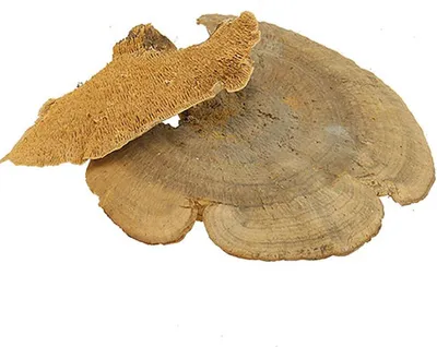Immagine prodotto di Spugna decorativa naturale per alberi secchi 1 kg per decorazioni autunnali