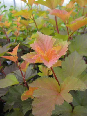 Produktbild von Physocarpus opulifolius Magic Ball ® - Blasenspiere - Fasanenpiere - 40-60cm