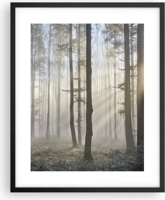 Produktbild von Gerahmtes Poster - Schwarzer Rahmen - Wald Baum Natur - 40x50 cm - Wand Bild - Wanddeko - Wandbilder - Kunstposter - Wandposter - Bilderrahmen - Bilder - Kunstdruck - Wandbild - P2BPA40x50-3749