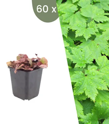 Produktbild von Plants by Frank | 60 Schaumblüten Pflanzen | Tiarella Cordifolia | Bodendecker | Winterhart | Mehrjährig | Gartenpflanzen