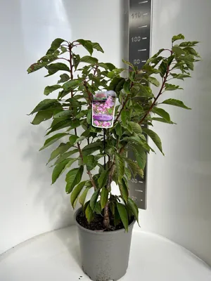 Zdjęcie produktu dla Prunus serrulata 'Kanzan' – wiśnia ozdobna | 80–90 cm w doniczce