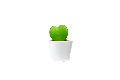 Obrázok produktu pre Gardners Hoya kerrii s bielym kvetináčom, priemer 6 cm