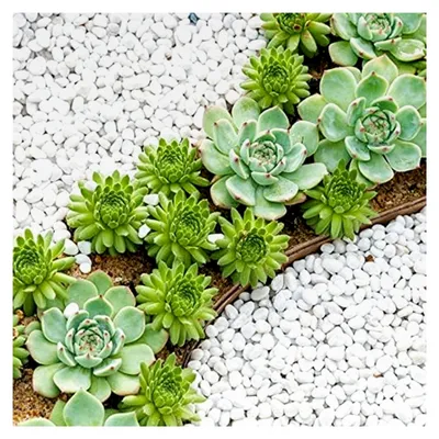 Produktbild von Dekorative weiße Kieselsteine für Blumentöpfe, Aquarien und Garten, 500g