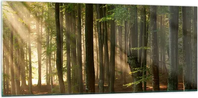 Produktbild von Bilder auf glas - Wald Baum Natur - 120x50cm - Glasbilder - Wandbilder - Kunstdruck - zum Aufhängen bereit - Wanddekoration aus Glas - Glas Bilder - Wandbild auf Glas - Einteilig - GAB120x50-3628