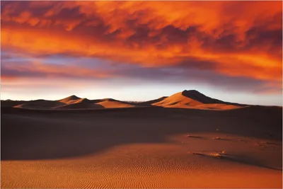 Produktbild von Wallario Poster - Sahara Wüste II - Sanddünen im Sonnenuntergang, Kunstdruck Größe: 61 x 91,50 cm