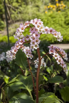 Produktbild von Bergenia cordifolia, Riesensteinbrech, rosa Blüten, ca. 11x11 cm Topf
