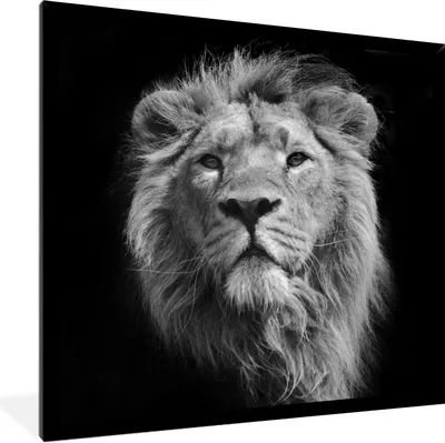 Produktbild von MuchoWow® Gerahmtes Poster Löwe - Porträt - Schwarz - Weiß 40x40 cm - Poster mit Schwarzem Bilderrahmen Wandposter Rahmen Foto Bilder - Mit Rahmen - Wanddekoration Schlafzimmer