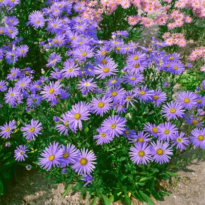 Produktbild von Aster amellus 'Glücksfund', Berg-Aster, violett, ca. 9x9 cm Topf