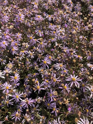 Obrázok produktu pre 6 x Aster pyrenaeus 'Lutetia' - Aster v kvetináči 9x9 cm