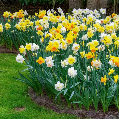Productafbeelding van Narcissenbollen, winterhard en meerjarig - "Osterglocken" collectie - 25 bloembollen - Geurende planten uit Nederland - geschikt voor tuin en pot (geen zaden, niet kunstmatig)
