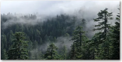 Produktbild von Tulup® Glas-Bild - 100x50 -Wandkunst - Wandbild hinter gehärtetem Sicherheitsglas  - Landschaften - Wald Nebel - Grün
