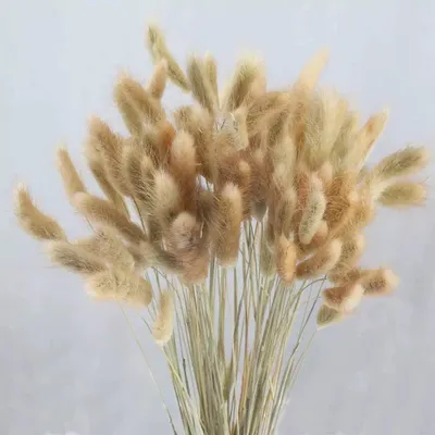 Immagine prodotto di Erba delle pampas essiccata e fiori di coniglio, 60 pezzi, fiori secchi naturali per la decorazione