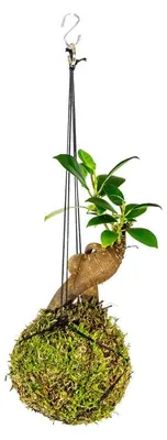 Obrázek produktu pro Gardners Kokedama Ficus Microcarpa Ginseng (S)
