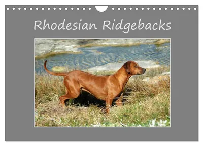 Produktbild von Rhodesian Ridgebacks (Wandkalender 2027, DIN A4, Querformat), CALVENDO 12-monatiger Wandkalender